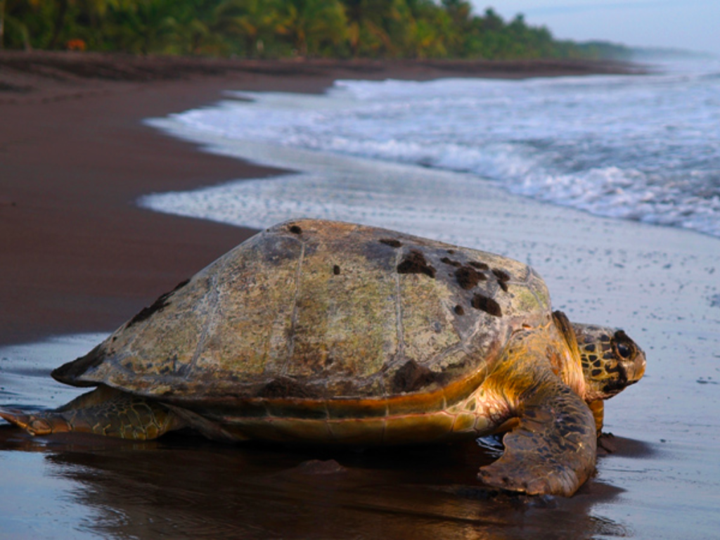 Green Season Turtle